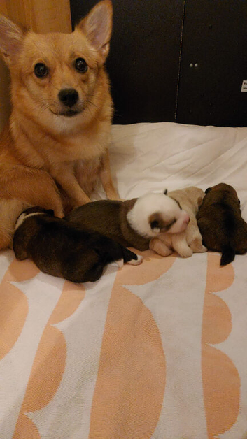 4 Adorable Puppies for Sale - 3 Girls & 1 Boy