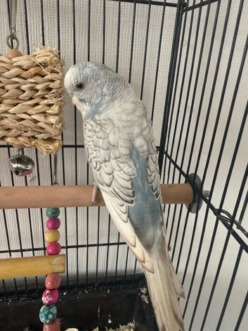 Baby budgies