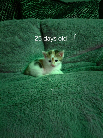 5 adorable kittens