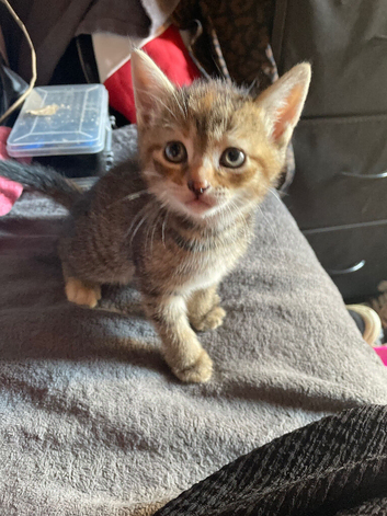 2 mixed bread kittens