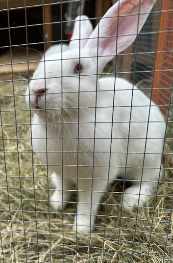 Rabbits