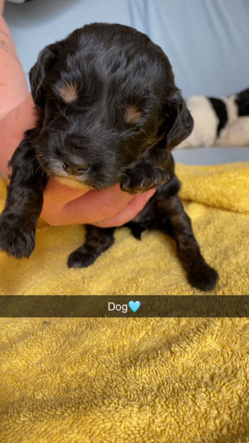 Cockapoo puppies