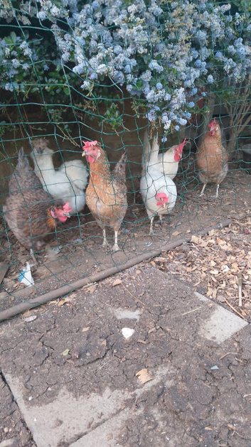 Six laying hens for sale , blue olive white brown egg layers