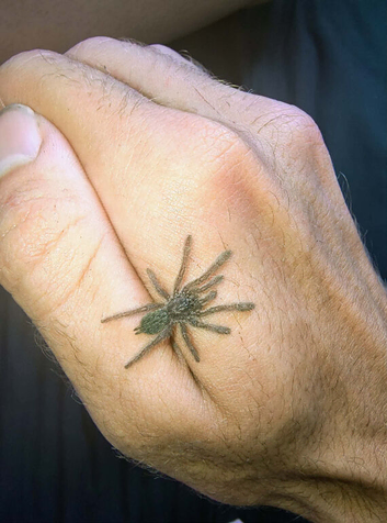 2.5Cm Maculatas