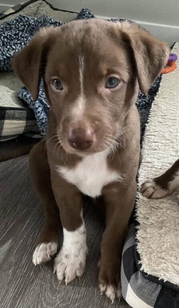 Labrador