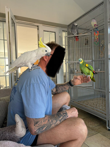 Medium sulphur crested cockatoo