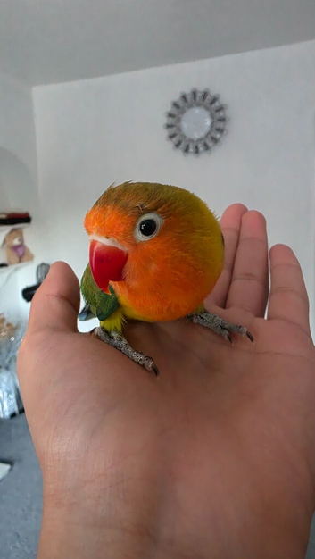 Hand tame baby lovebird