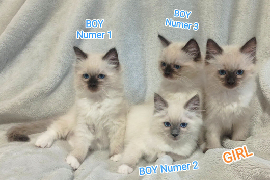 Ragdoll kittens - Exceptional