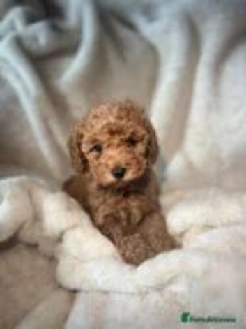 Cockapoo puppies 5 girls /2 boys ️Updated pictures with6 weeks old puppies