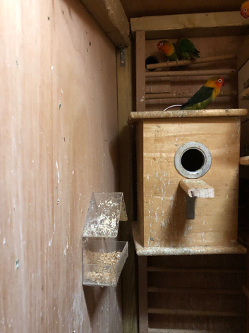 2 Pairs of Beautiful Fischer&rsquo;s Lovebirds for Sale