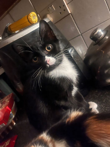 Kittens