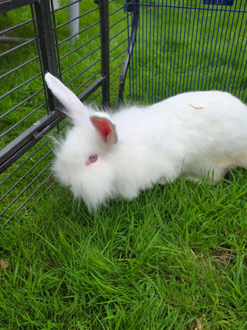 Beautiful Continental Giant x Lion Lop