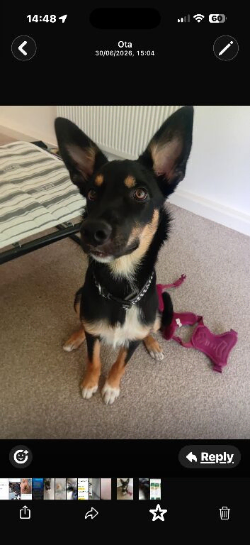 6 months old female kelpie