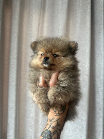 READY TO GO  2 stunning KC Pomeranian puppies