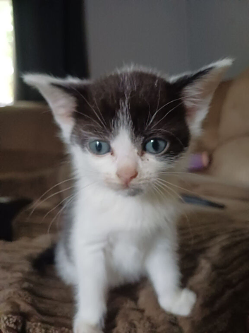 Kittens