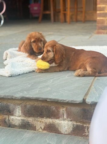 Beautiful cocker spaniels