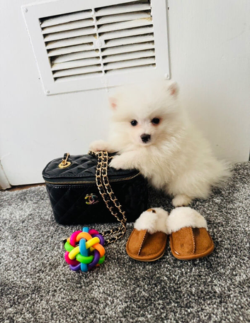Mini Pomeranian