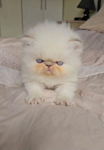 Stunning Pedigree Persian Kittens
