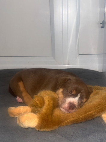 5 Bulldog/collie pups for sale