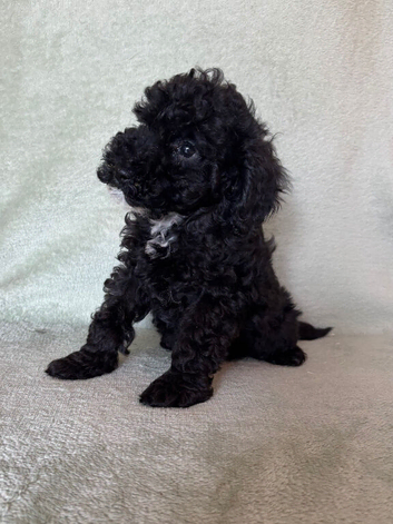 F1bb cockapoo puppies 1 left fully vaccinated