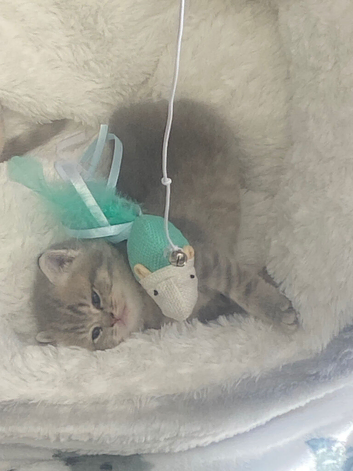Beautiful bsh  kittens blue and lilac