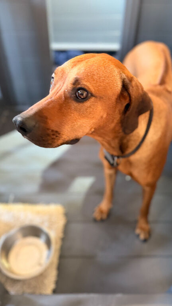 Rhodesian Ridgeback x Fox Red Labrador