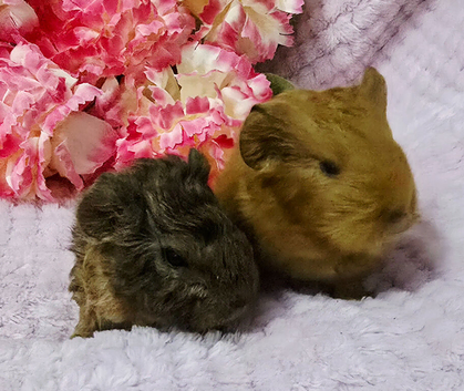 Sow pair
