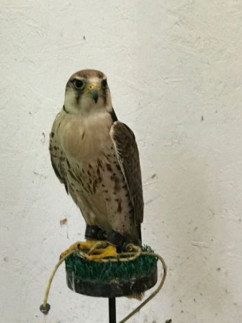 Saker falcon