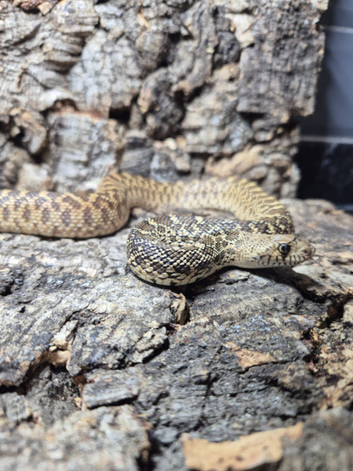 Het Hypo Bull Snake at Birmingham Reptiles