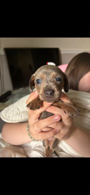 3 dachshund puppy&rsquo;s looking for forever homes