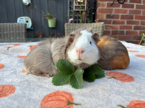 2 male guinea pigs for sale 7 weeks now