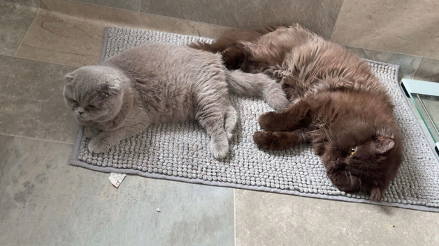 Male brown and lilac female British short hair