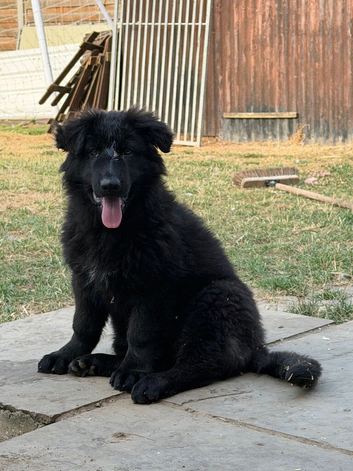 German shepherd puppies