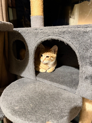 Mixed breed kitten