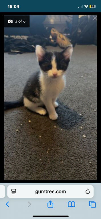 female kittens for sale