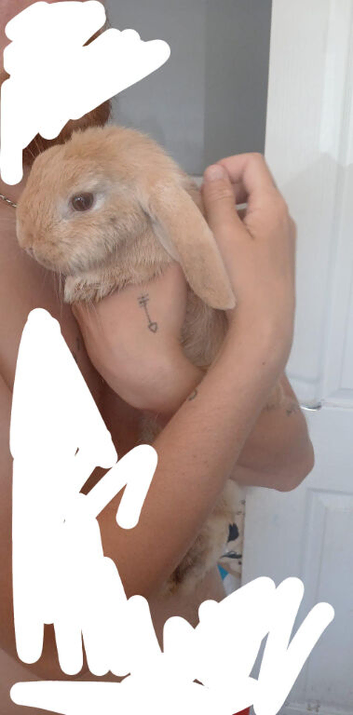 Spayed/vacs female bunny.