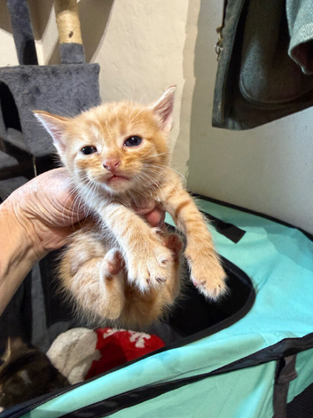 Beautiful peach and ginger maincoone/British shorthair kittens for sale