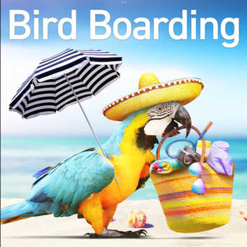 Bird holiday sitting or boarding