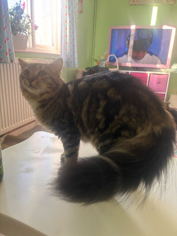 Long haired tabby