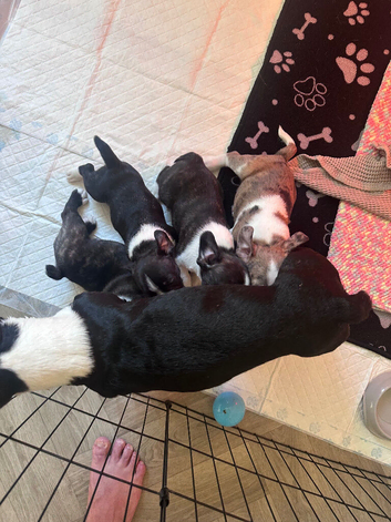 Boston terrier cross puppies