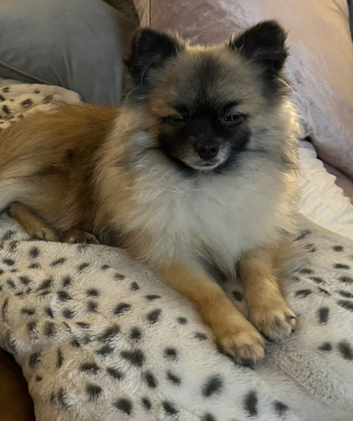 Pomeranian KC registered 2kg