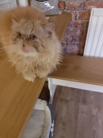 Gorgeous ginger female Persian kitten