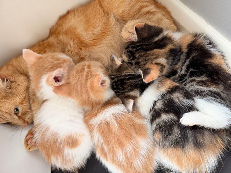 8 kittens for sale
