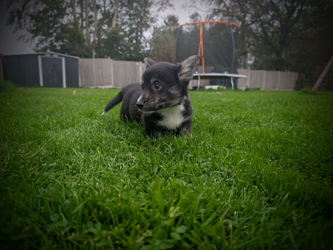 1 pup left- Cardiganshire corgi