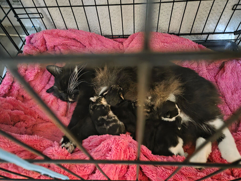 Main coon cross