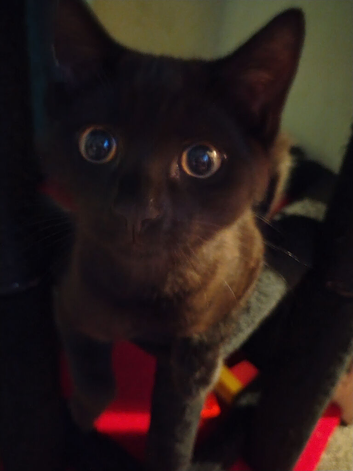 Black male kitten