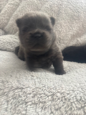 Chow chow puppies for sale