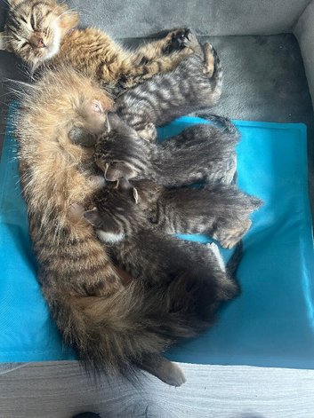 X4 fluffy Siberian x tabby kittens