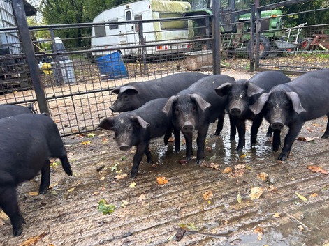 Large black x Weaners