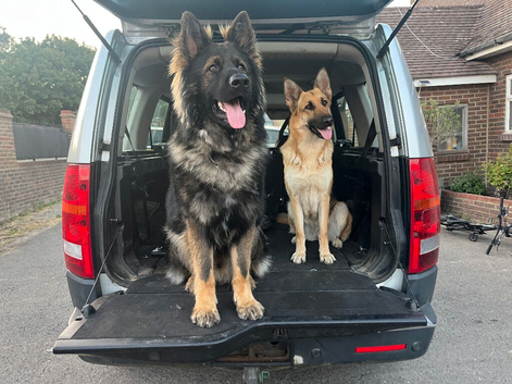 German shepherd stud